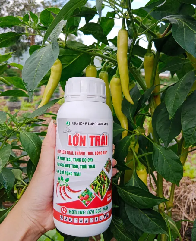 Phân bón lá Siêu Lớn Trái cho ớt, rau màu 500ml -  Giúp trái lớn nhanh, dưỡng trái đẹp màu và nặng kí 1