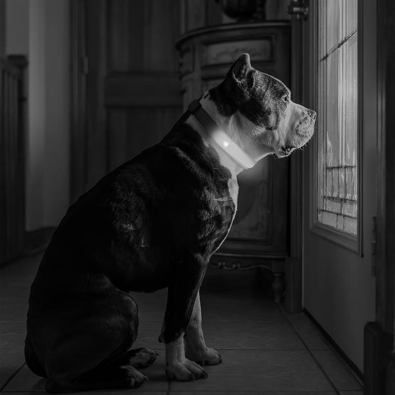 Product Introduction of LED luminous pet collar, suitable for small and medium-sized dogs - keep your pet safe and visible during nighttime walks, slightly waterproof 15