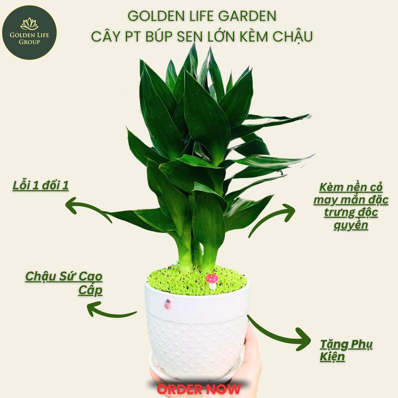  Chậu dĩa Phát Tài Búp Sen - giao mẫu chậu ngẫu nhiên - Sản phẩm chất lượng trưng trong nhà decor Decor Phòng Trang Trí Nhà cây thần tài 