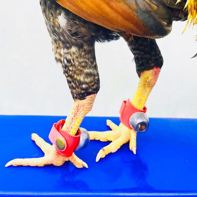  Tạ Chì Đeo Chân Tập Lực Cho Tre+Nòi Giúp Gà Khỏe Lực 