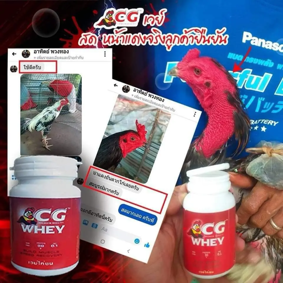 เวย์ชีจี ผลิตภัณฑ์บำรุงไก่ ชุด  เลี้ยง