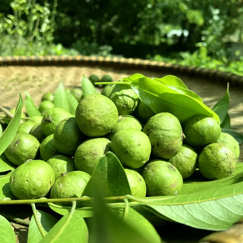 Hộp 2 Kg Sấu Ngâm Đường Gừng Ông Thọ Chua Ngọt Ăn Vặt 6