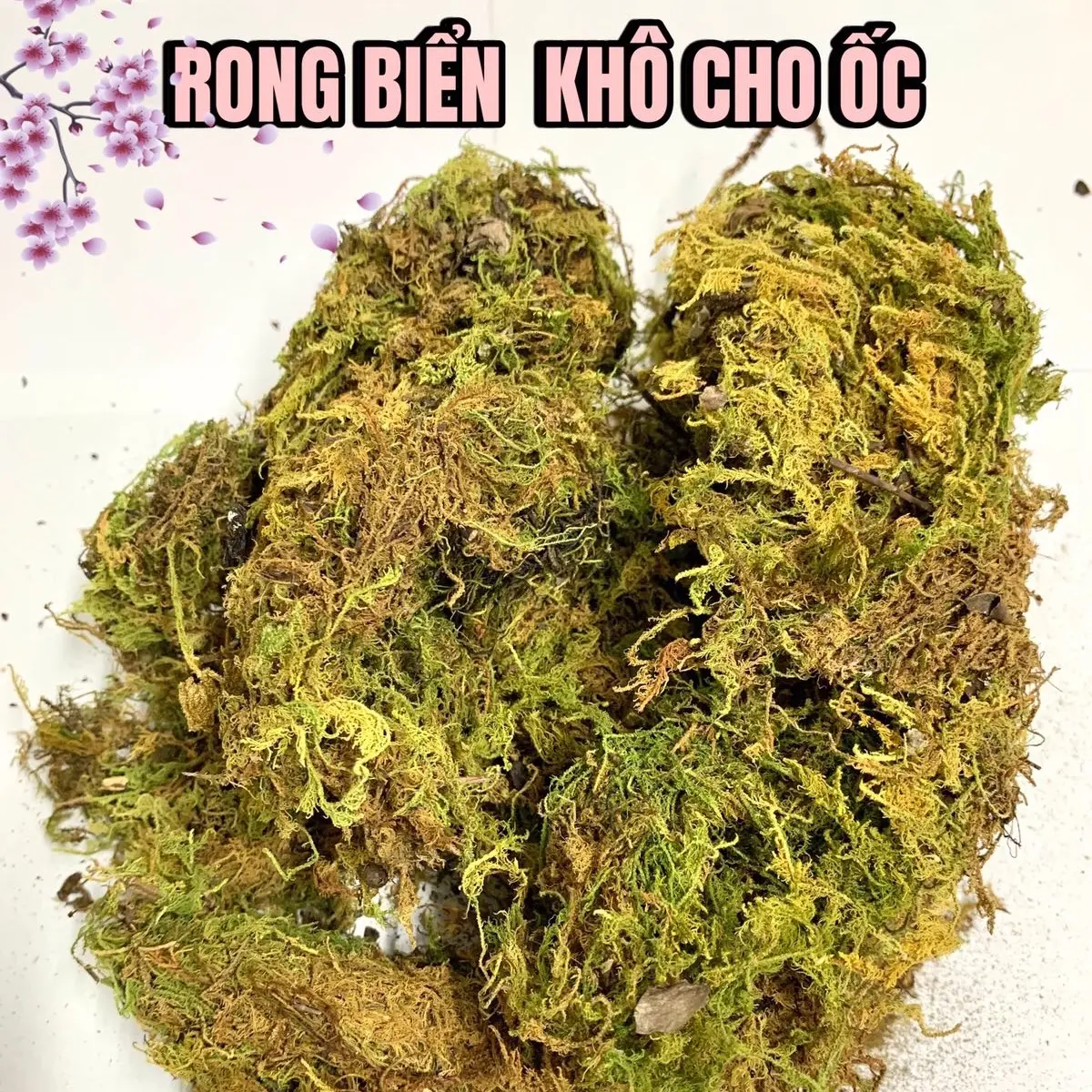RONG BIỂN KHÔ DÀNH CHO ỐC