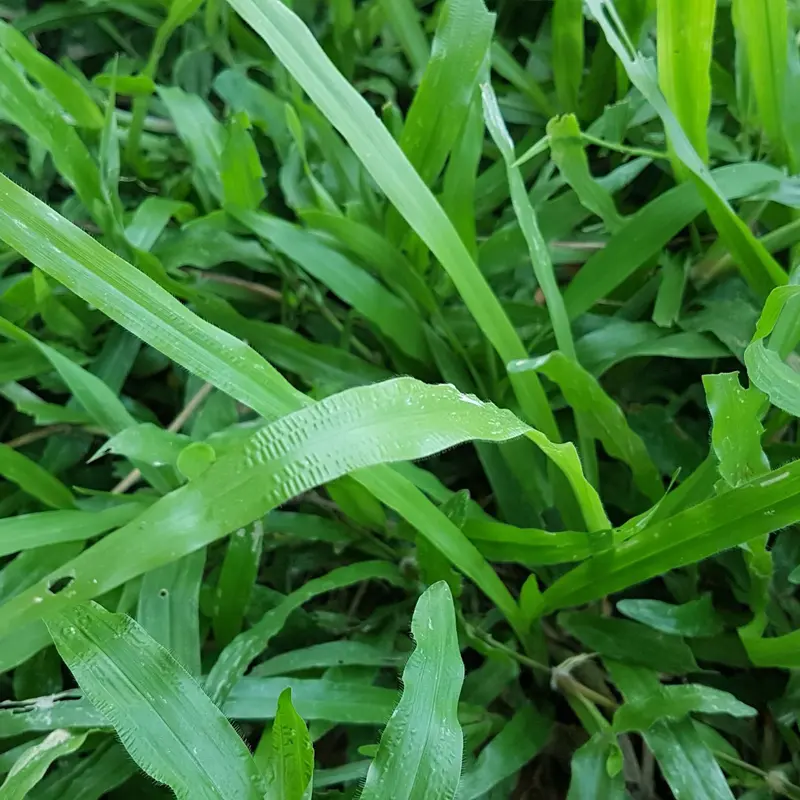 Hạt giống cỏ lá Gừng (cỏ lá Tre) - Gói 100 Hạt 4