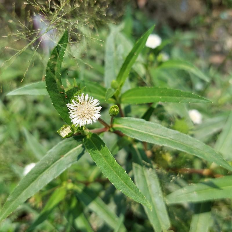 Cỏ Mực (Nhọ Nồi) Khô Loại 1 Kg