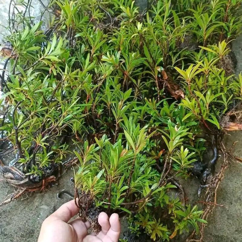 Mị nương - cây thuỷ sinh trang trí bể thuỷ sinh