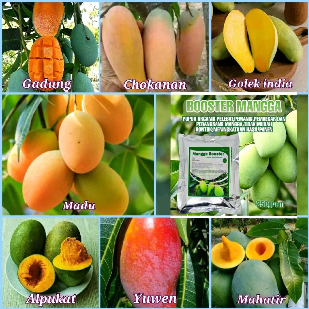 booster mangga (bbt mangga unggul)