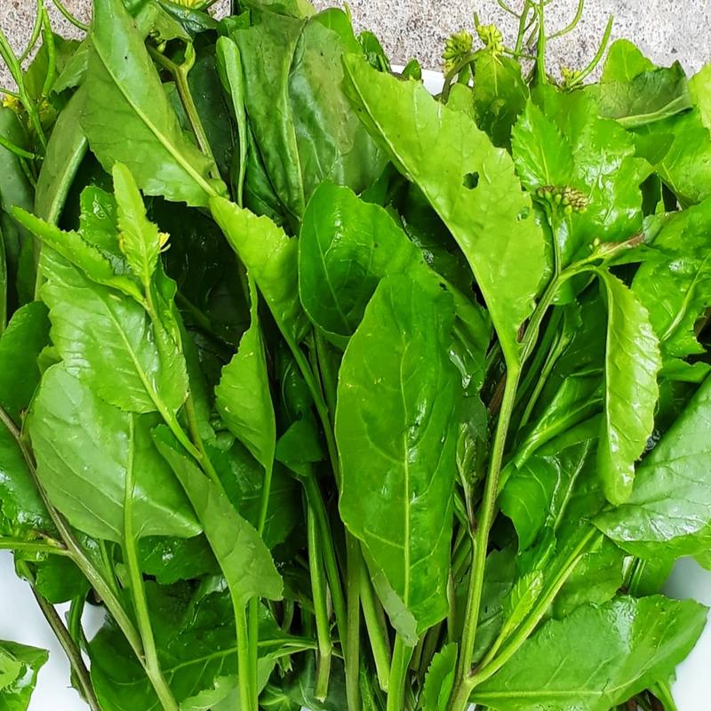 Hạt giống rau cải trời,cải hoang-gói 100 hạt 0