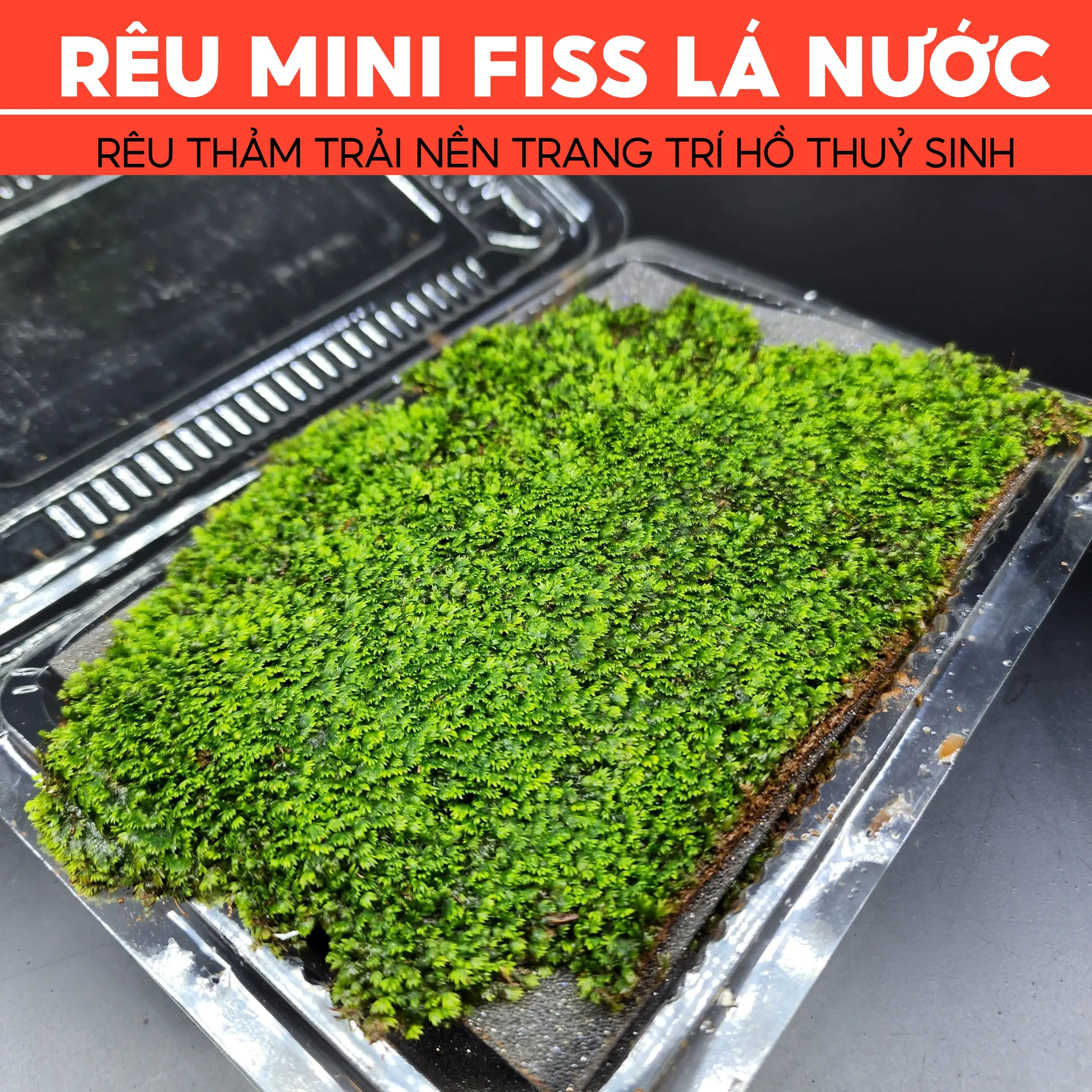 Rêu Mini Fiss | Rêu Minifiss Thảm Trải Nền Bể Cá Thuỷ Sinh Cực Đẹp