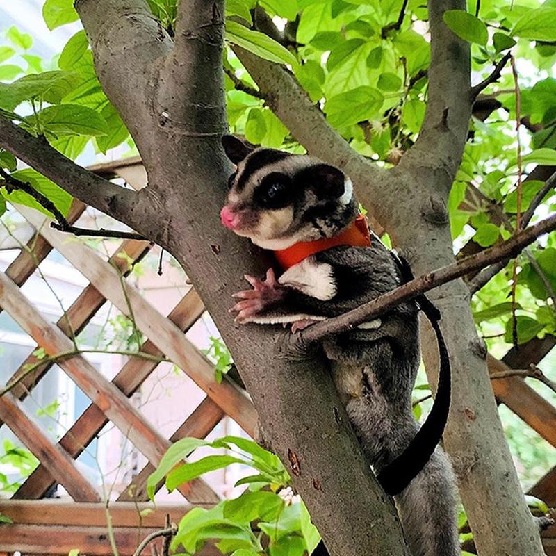 Dây Xích Thú Cưng, Cỡ Nhỏ Thích Hợp Cho Chuột Hamster, Phòng Chống Thoát Hiểm, Chống Cắn, Dây Đeo Ngực Cho Gấu Vàng, Gấu, Chuột Sóc Và Sóc, Dây Xích Chống Mất Đặc Biệt 6