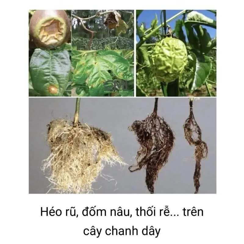 ￼(Chính hãng) 10 gói tặng 2 - Aqua Pro chế phẩm sinh học phòng trừ nấm bệnh trên cây (125gr), rửa vườn, nấm bệnh… 7