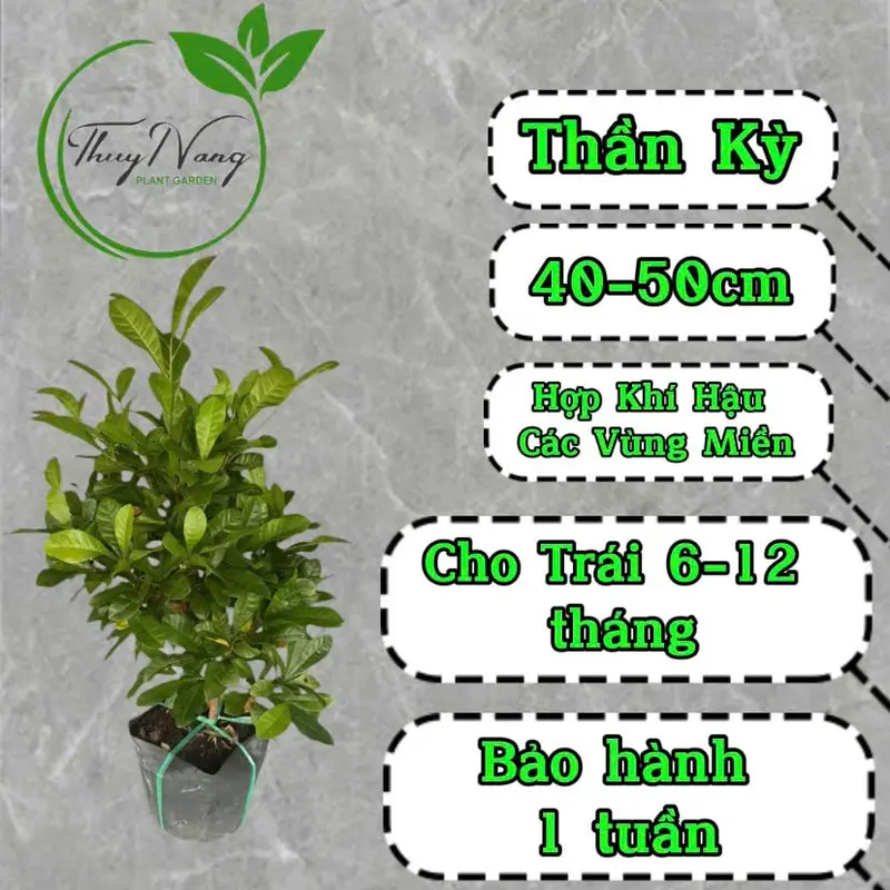 Cây giống Thần Kỳ- Synsepalum dulcificum- cây cảnh sinh trưởng khỏe 1