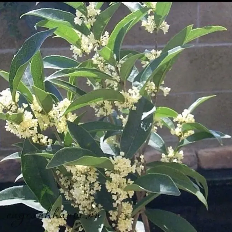 Cây mộc hương ta cao 90cm- 1m