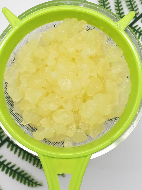  Nấm nước kefir  làm nước ngọt có gas Tự nhiên 