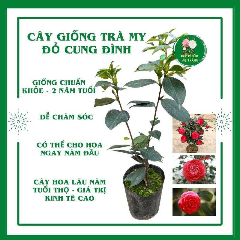 Cây giống hoa trà my cánh xếp đỏ cung đình chuẩn giống hoa phong thủy may mắn