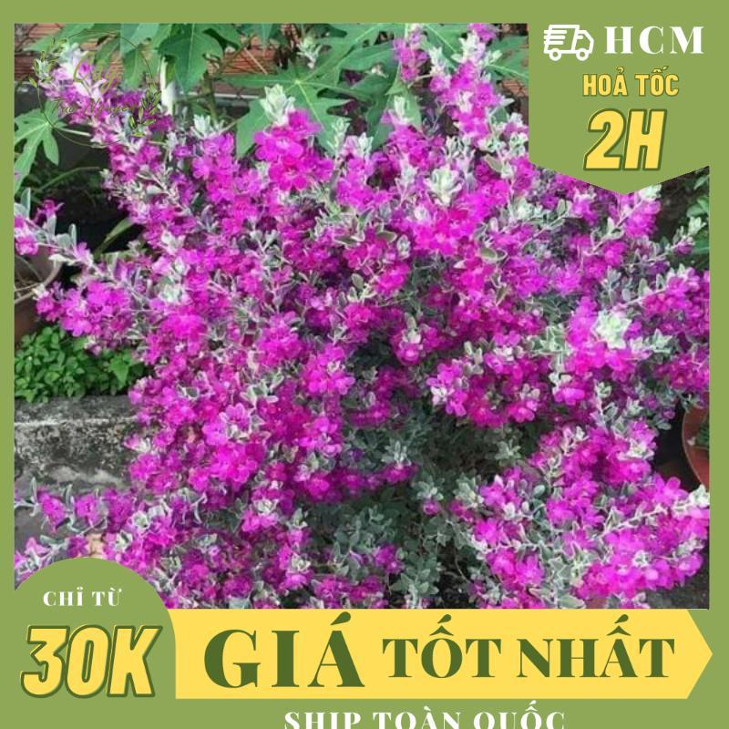 CÂY HOA TUYẾT SƠN PHI HỒNG ,(cao 20cm), Hoa giống cảnh sân vườn, hoa ban công dễ trồng, GIÁ RẺ, nở quanh năm, Cây Tươi Nguyên.
