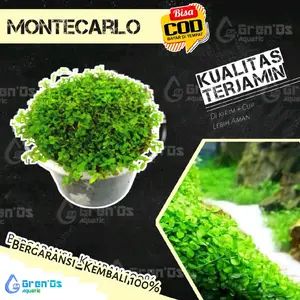 Karpet Montecarlo Tanaman Tumbuhan Aquascape