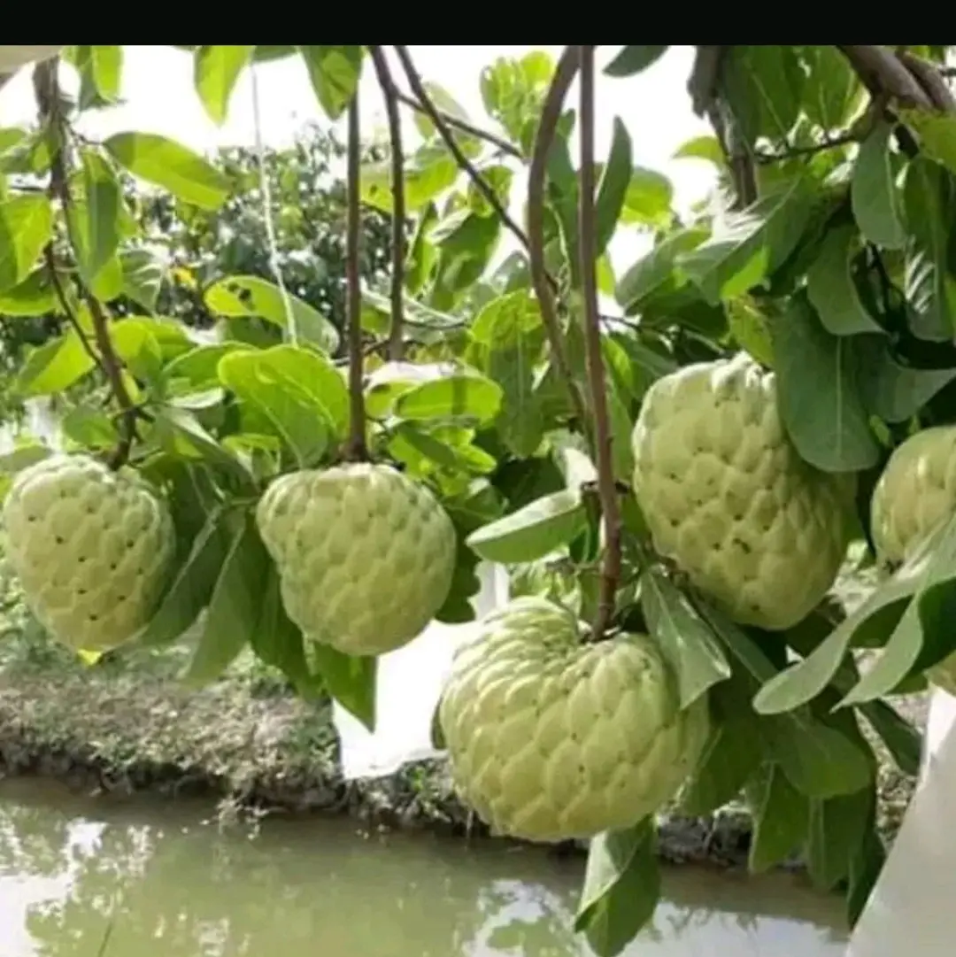 cây giống na thái (na hoàng hậu)
