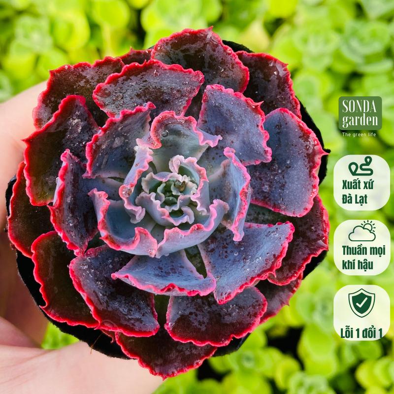Sen đá bắp cải aurora purple size bé 5-8cm SONDA garden cây sen đá, sen đá đẹp trang trí nhà cửa.
