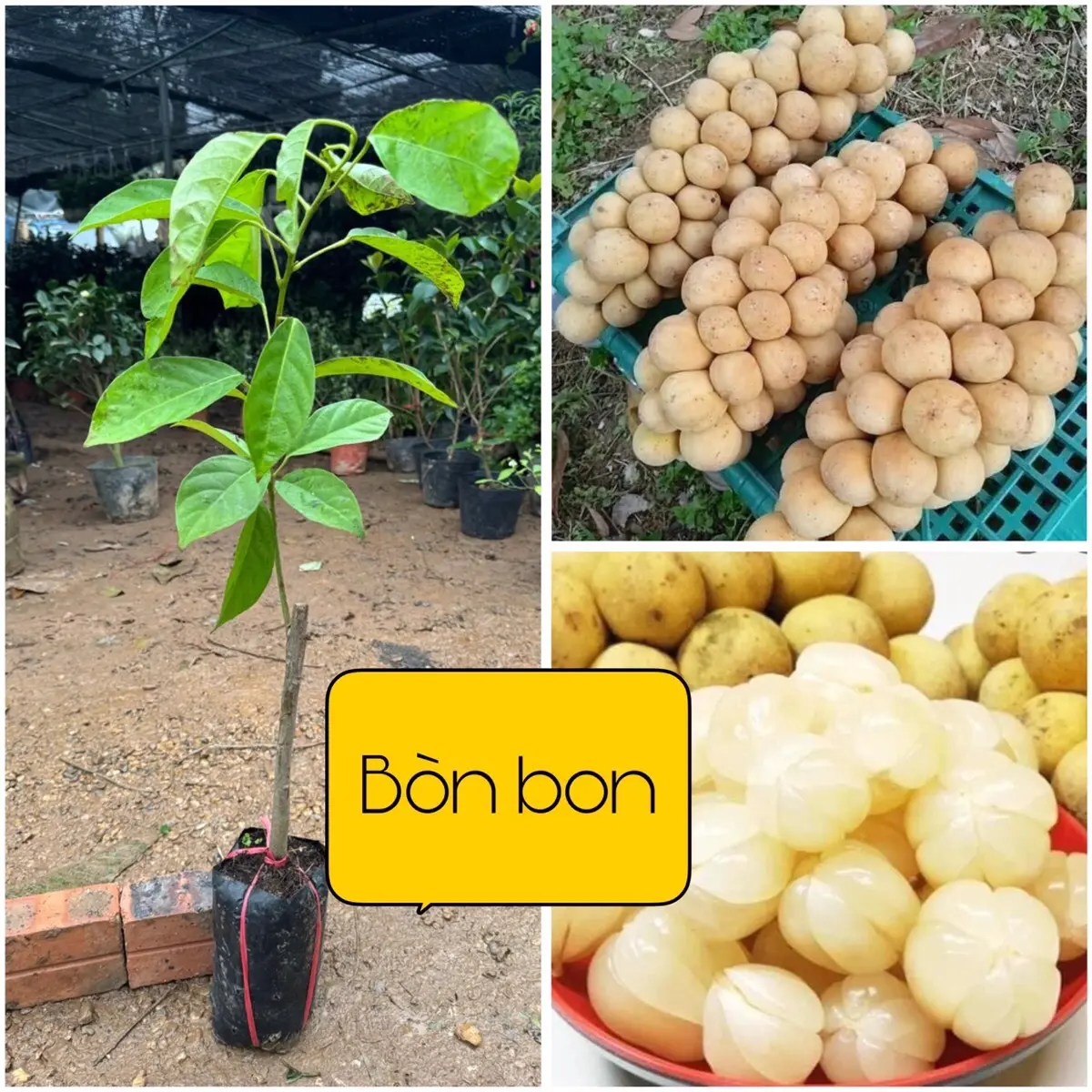 ￼Cây giống Bòn Bon Vàng Thái Lan, cây giống khỏe năng suất cao, nhanh cho quả, có giá trị về kinh tế