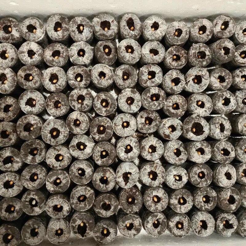 1 Thùng (1000 Viên) Nén Xơ Dừa Hữu Cơ Ươm Hạt Giống, Ươm Cây Con Nhanh Tiện Lợi Tự Phân Huỷ