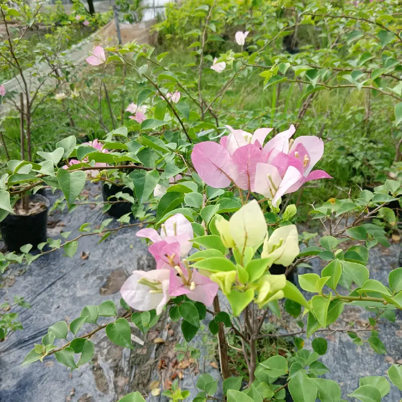 Cây hoa giấy Sakura phớt hồng nguyên bản 4