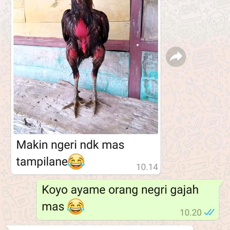 ARAK GOSOK PYONGYANG 3