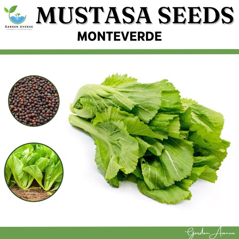 MUSTASA SEEDS (MONTEVERDE) - 30DAYS HARVEST/EASY TO GROW - TikTok Shop ...