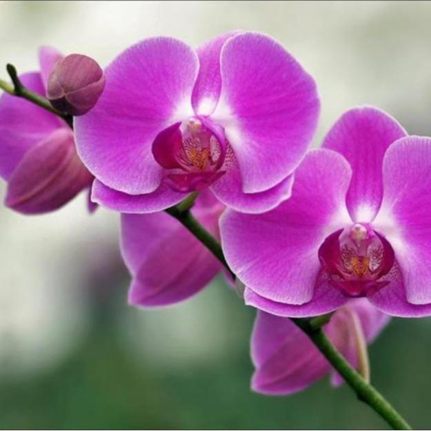 Phân bón lá hỗ trợ chống rụng cánh hoa mai vàng hoa giấy hoa lan 4