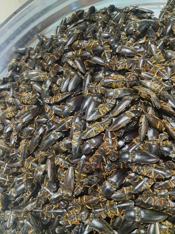Combo 100 con bổ củi rang khô tự nhiên 6