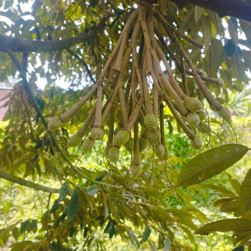 Phân bón - Lớn Trái Sầu Riêng - Chuyên dùng nuôi trái sầu riêng giai đoạn sau đậu trái từ 5 - 45 ngày 1