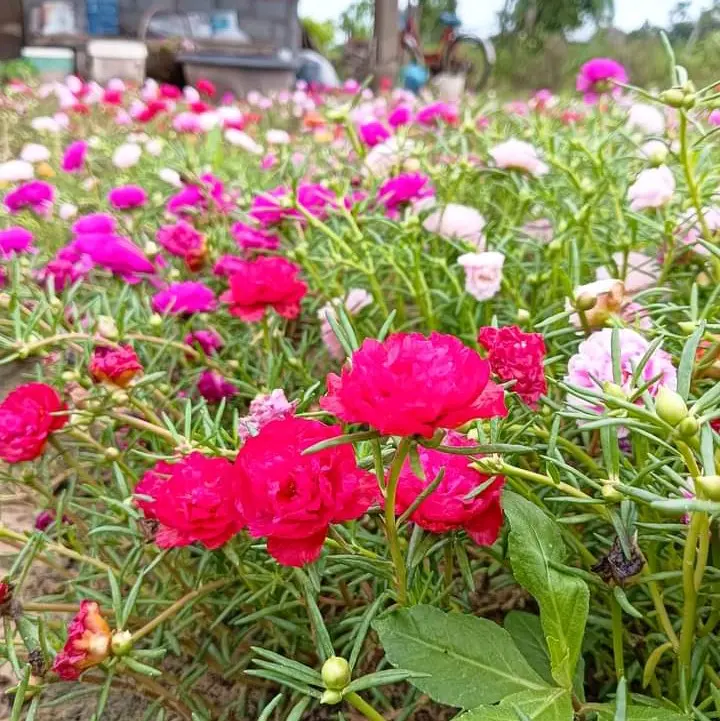 กิ่งแพร เซี่ยงไฮ้ 50 ก้าน คละสี มีรับประกัน จัดส่งเร็ว