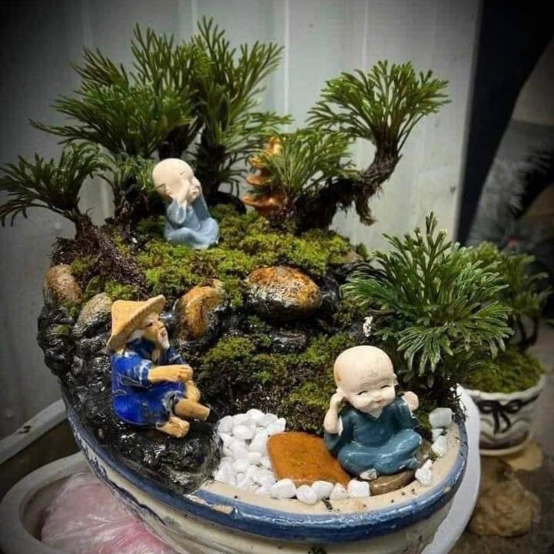 Trường Sinh Thảo Trồng Bonsai,Hòn Non Bộ,Tiểu Cảnh Sân Vườn,Bàn Làm Việc,Hồ Cá Koi …. 2