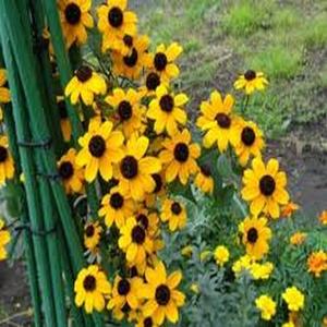 Rudbeckia Ojo Negro Rudbeckia hirta 100 granos Margaritas Doradas Centro Negro Profundo Silvestre Encantadora Fácil de Cultivar Resistente a la Sequía