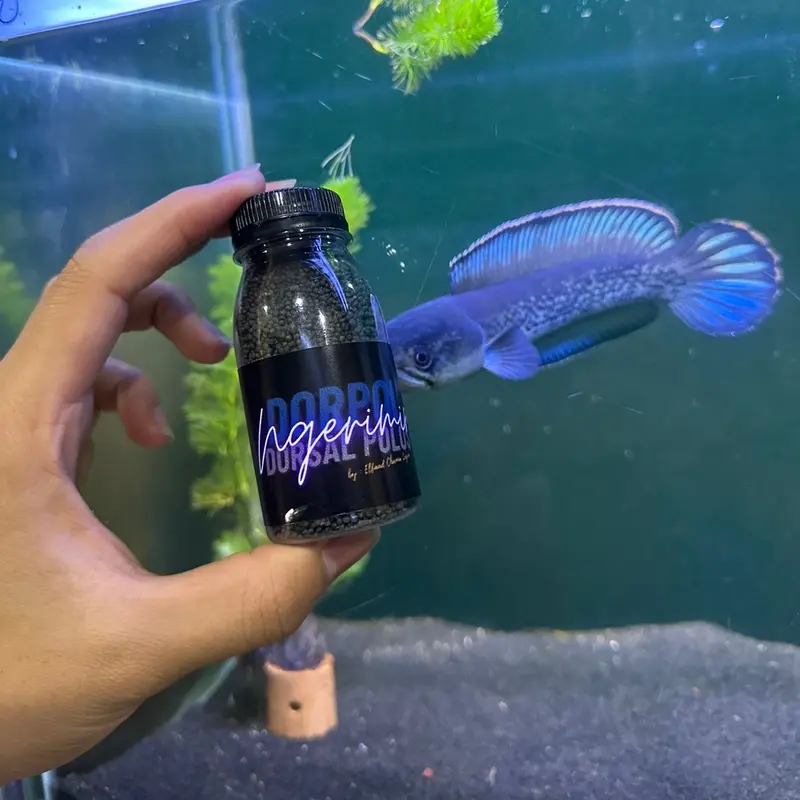 Pelet Dorpol Channa Blue Besar (By Elfaad Channa Legion) 6