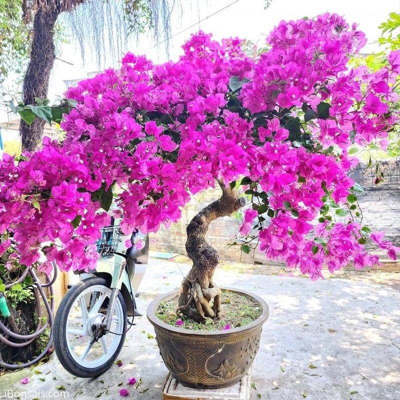 Vua Kích Hoa NaNo+ - Kích thích hoa nở đồng loạt, bông to, bền màu, lâu tàn cho hoa Hồng, hoa Lan, hoa giấy, hoa mai, Cẩm Tú cầu, hoa cúc 6