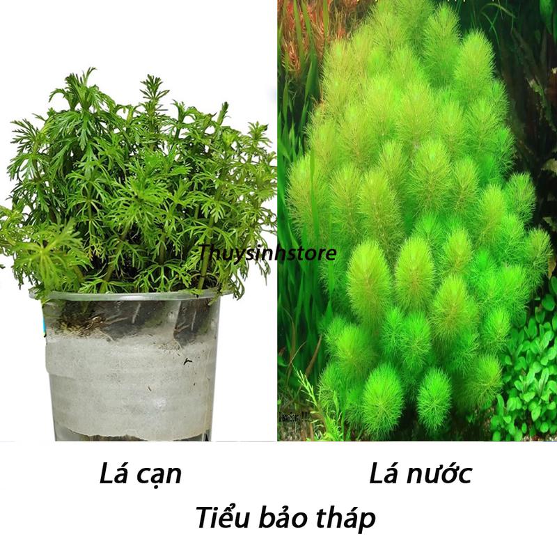 Cây tiểu bảo  tháp 15 nhánh trang trí 0