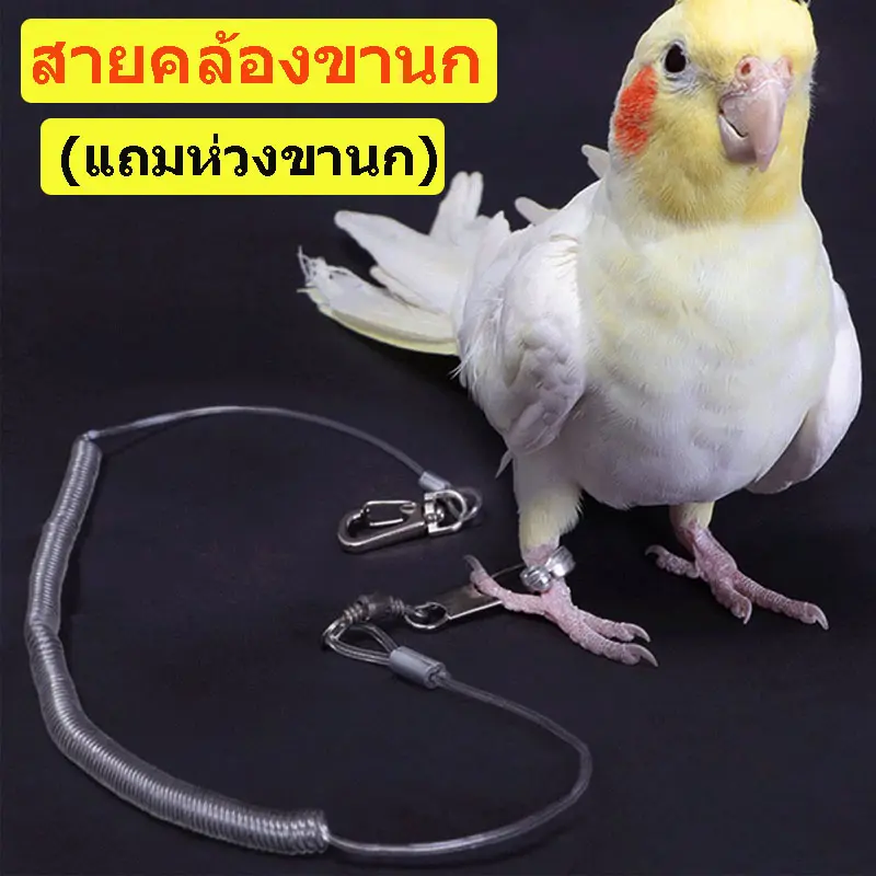 (แถมห่วงขานก) สายคล้องขานก ห่วงขานก สายจูง สายจูงนกแบบยึด สายสำหรับฝึกอบรมนกแก้ว ยาว 3 เมตร