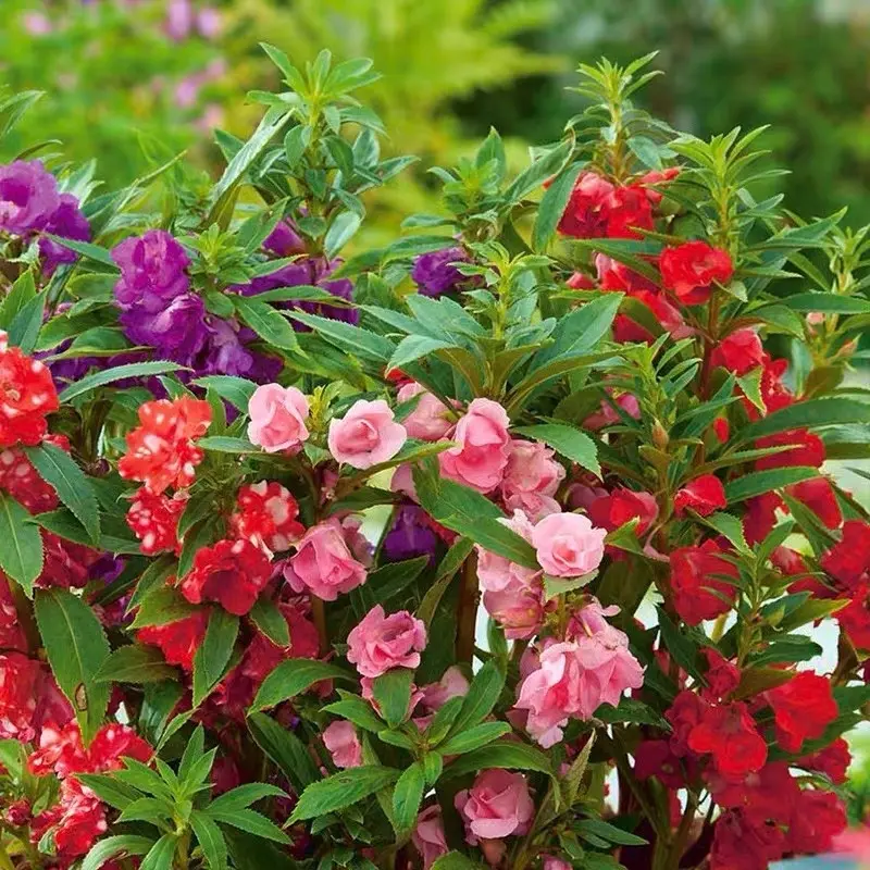 30 SEED - Benih Bunga Keembong | Mix Color Balsam Flower