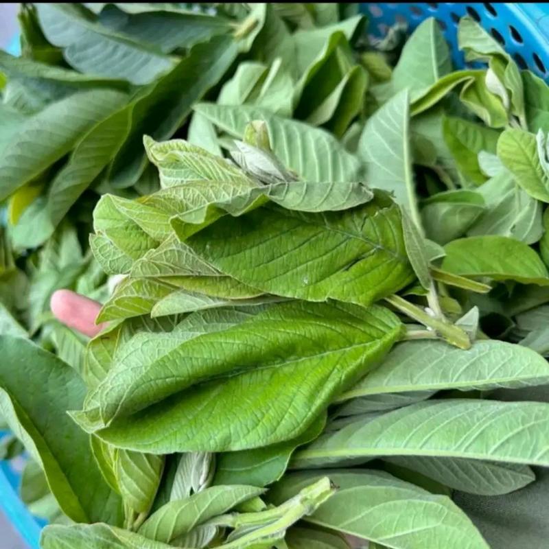 combo 60 túi lọc trà ngọn ổi míc 3 vị ( cỏ ngọt.lá dứa nếp Hữu cơ Nước Trà Tea 4