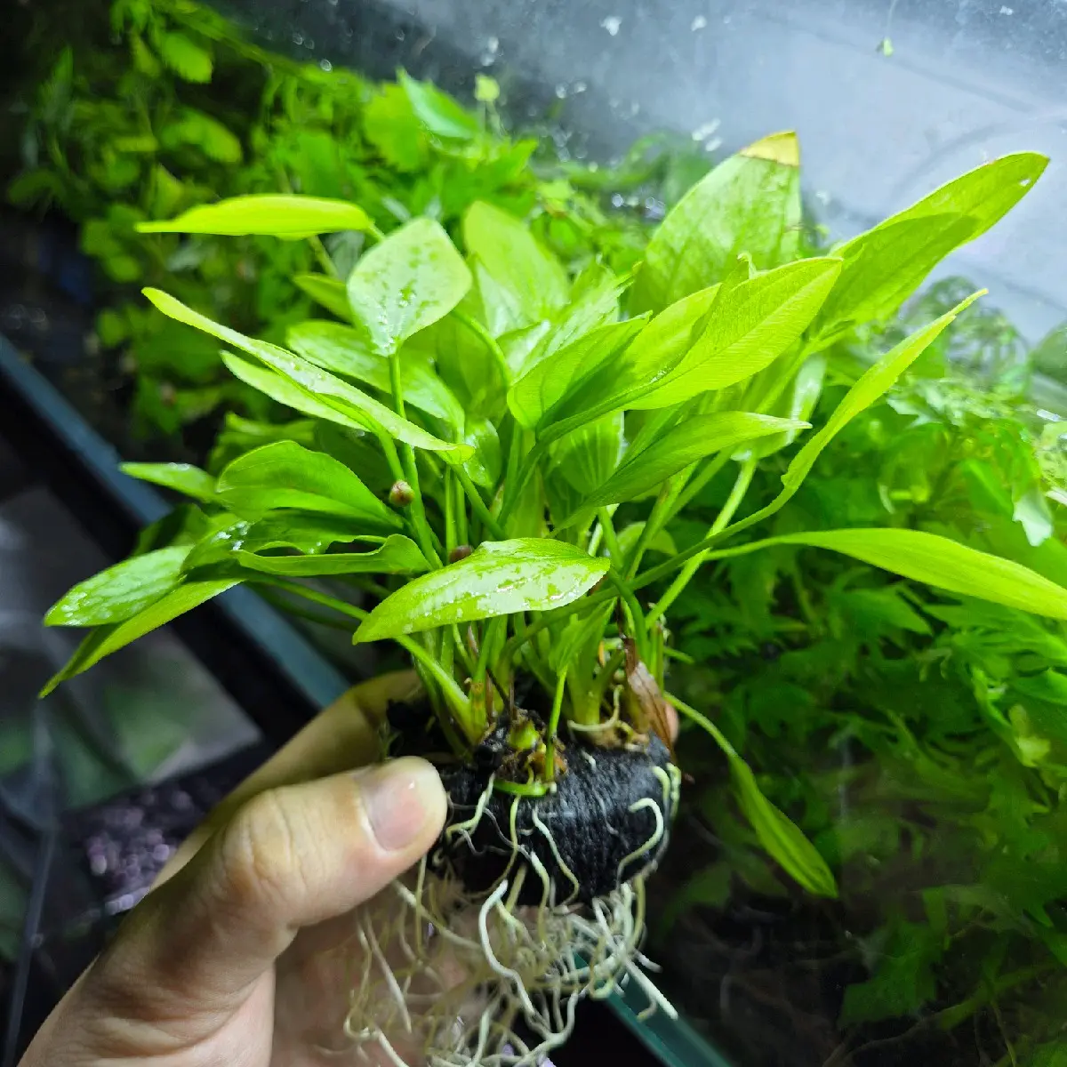 Cây thủy sinh gắn giá thể (Rong la hán xanh, Thủy cúc, Lan nước)