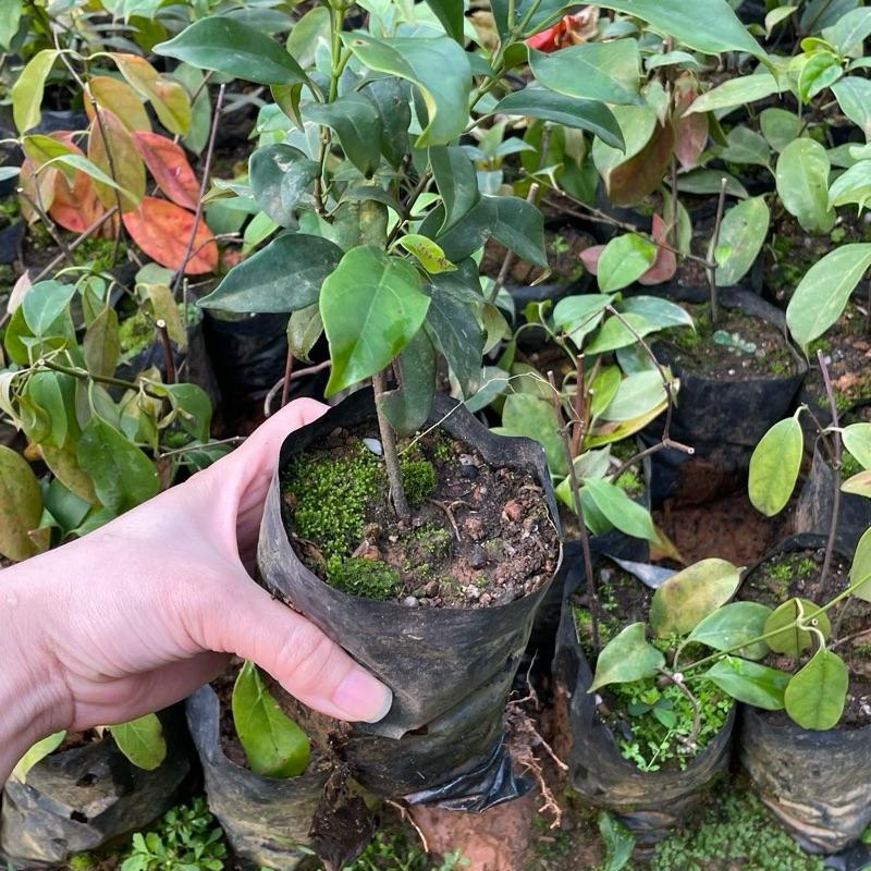 Giống Cây Lá Nồm,Lá Giang Cao 25-30cm Đặc Sản Canh Chua, Thịt Trâu Lá Lồm 2