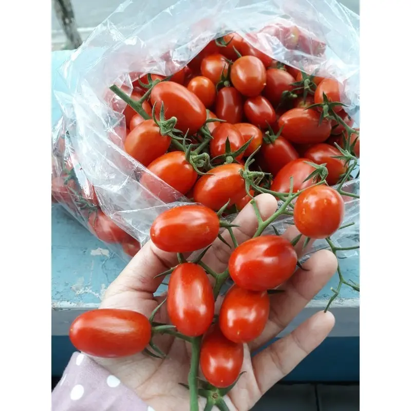 Garden Id Bibit Benih Tanaman Aneka Tomat Cherry Varian Sayuran Unggulan Tomat Cherry Kuning Golden Sweet Lengkap di Garden id 3