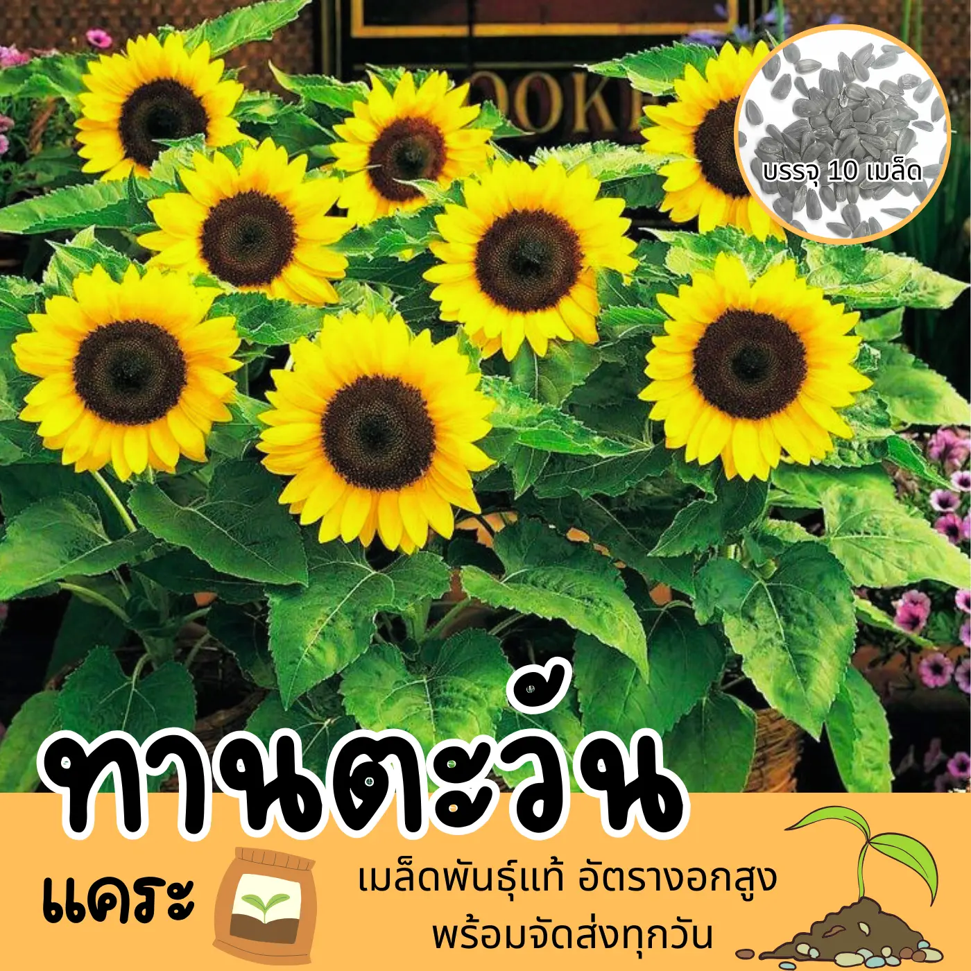 5 แถม1 เมล็ดดอกทานตะวัน ปลูกง่าย โตไว อัตรางอกสูง