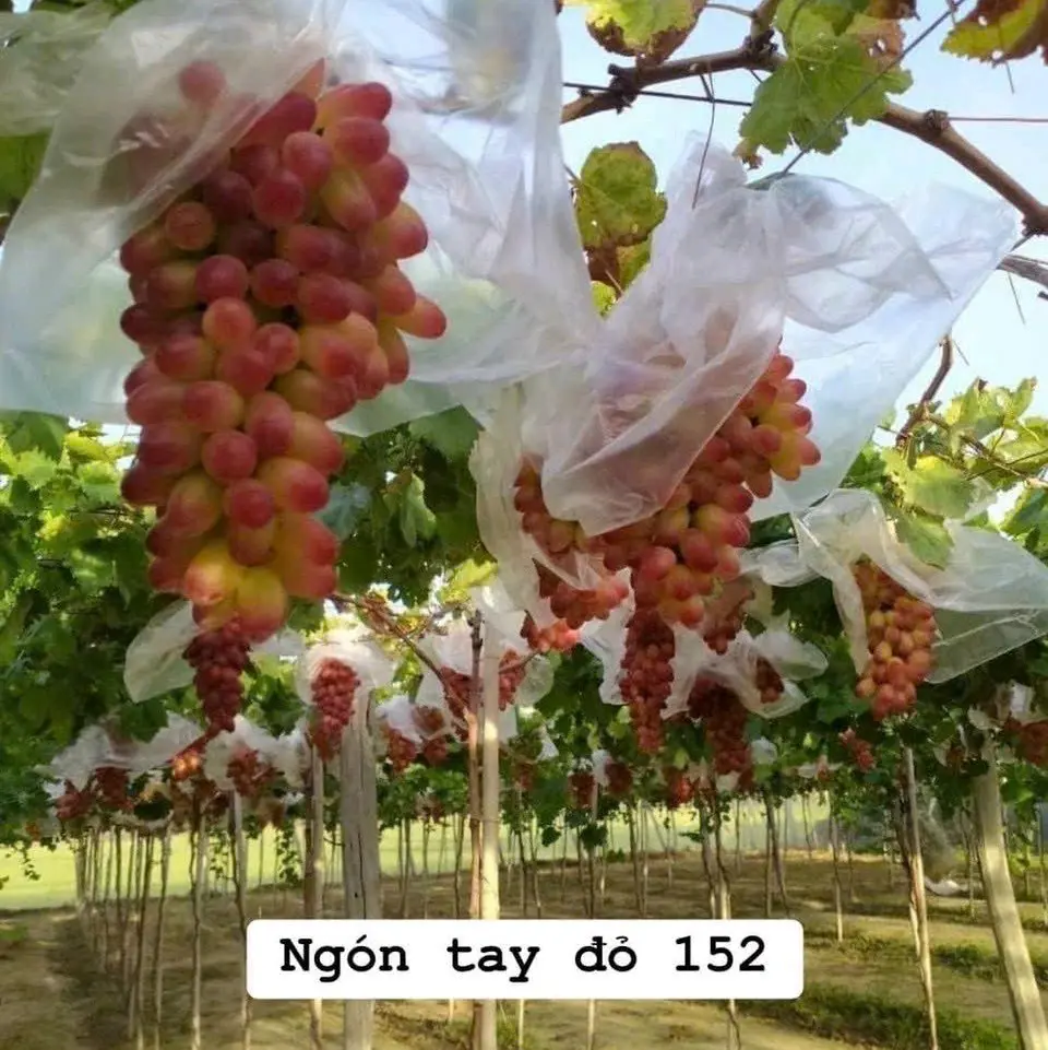 Cây nho ngón tay đỏ (152)
