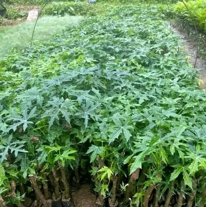 10 Cây rau mì chính ( rau mì chính trồng ăn rau vừa ngon ngọt dễ trồng dễ chăm sóc)