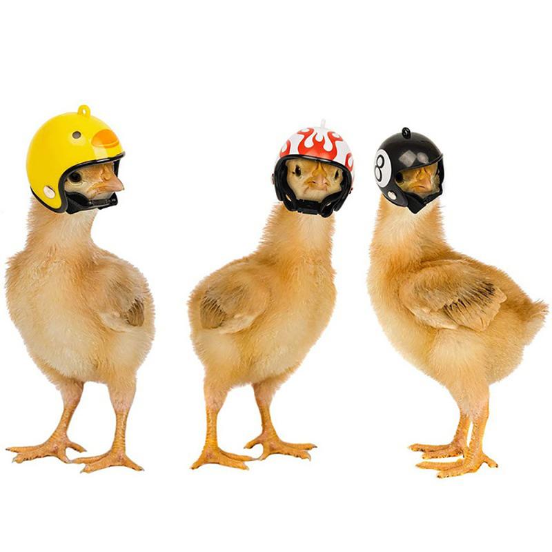Product Introduction of Funny Chicken Helmet Small Bird Duck Quail Hard Hat Headgear Prevent The Chicken From Smash Protect for Hens Head Small Pet Clothing 16