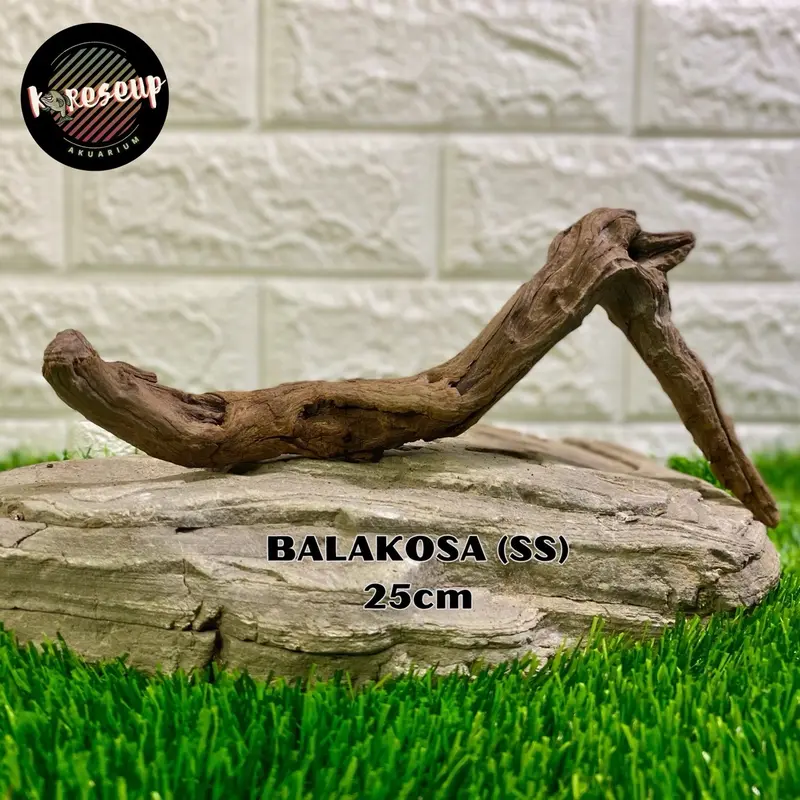 AKAR AQUASCAPE SANTIGI LAUT TENGGELAM RANDOM (size SS) untuk hiasan Aquarium 30cm 2