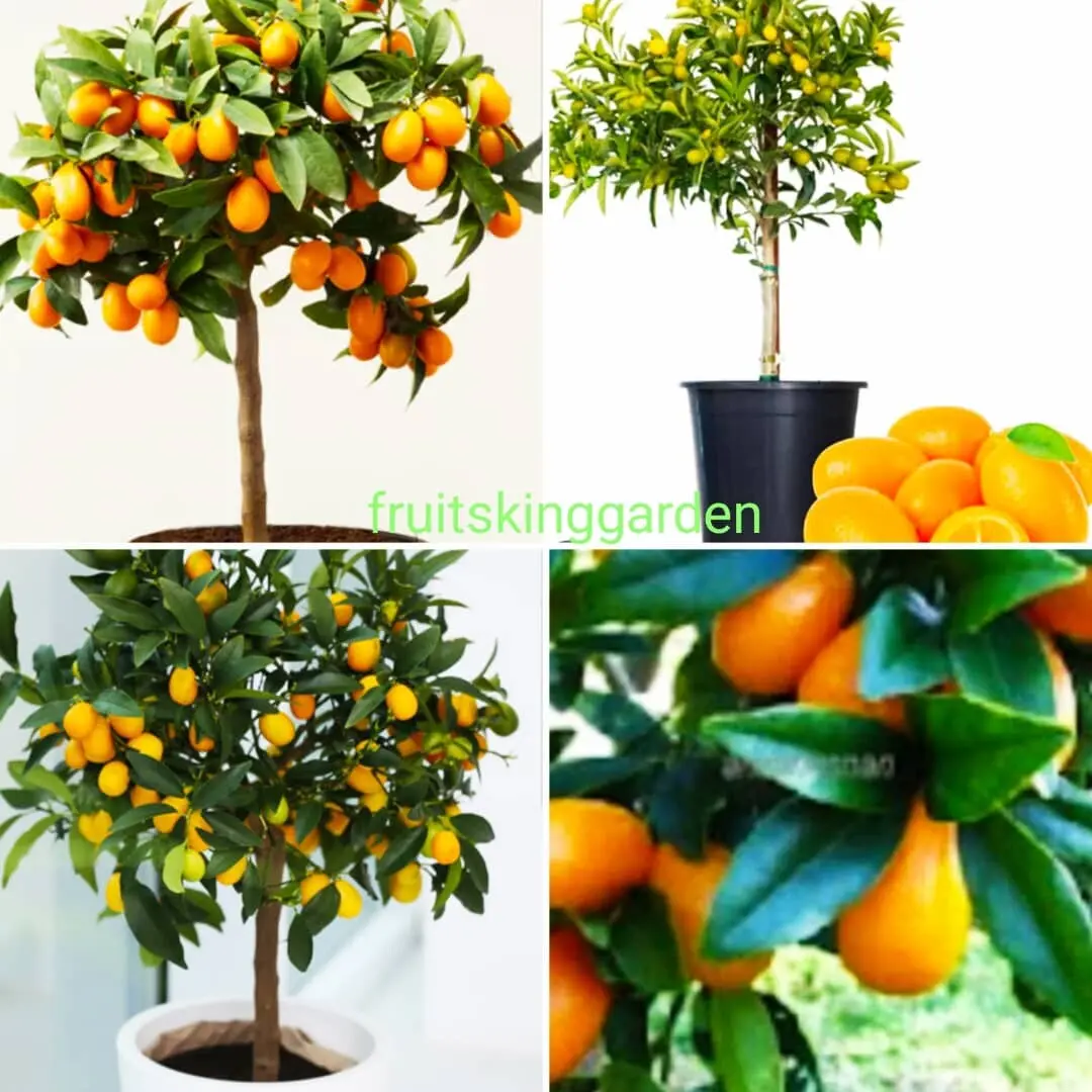 Anak  Pokok Kumquat 3 feet tall with fruits on the tree