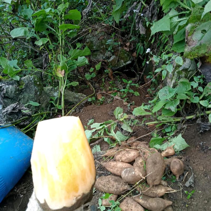 5kg khoai sâm sô lẫn cả to cả nhỏ khô vàng giòn -thức ăn tự nhiên Food